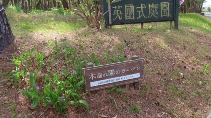 宮崎市・木漏れ日のガーデンのチューリップ