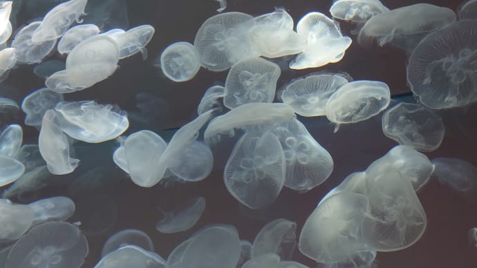 大洗水族館、「くらげ365」