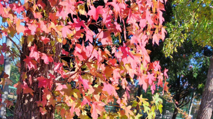 紅葉を 求めおでかけ まだ早い!?