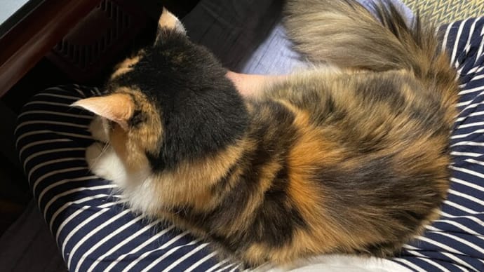 猫を飼うとあるあるな事