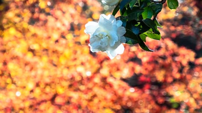 広徳寺の白い山茶花