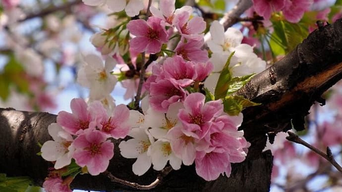 紅白に咲き香る!横浜栄香桜