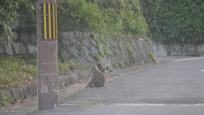 猿軍団で眼が覚めた