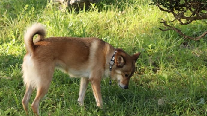 10/7 狭山公園に麦の散歩です