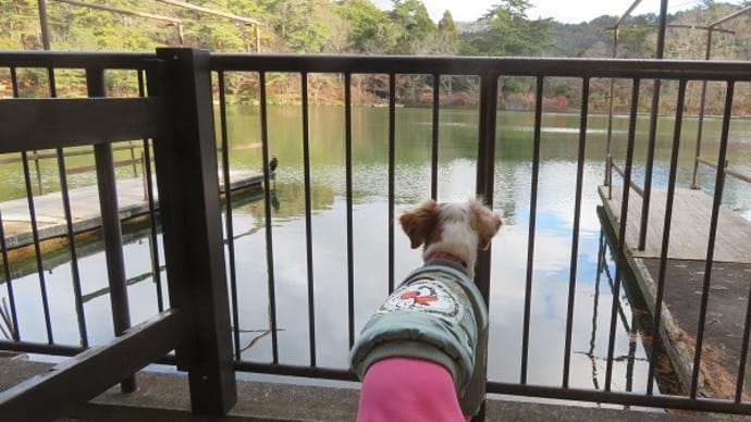 鴨だらけ!魅惑の桟橋♪