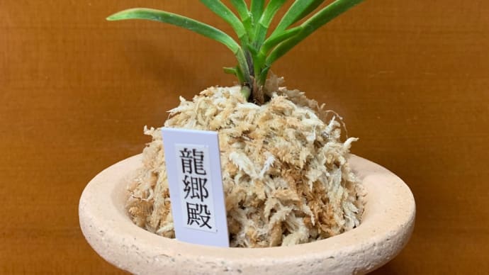 龍郷殿