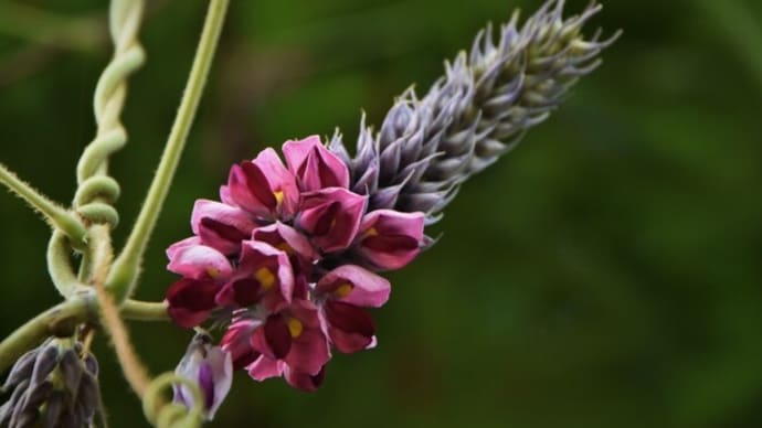 クズの花