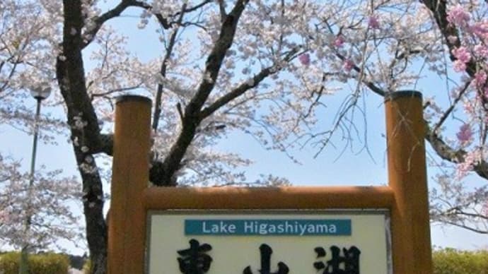 東山湖の桜