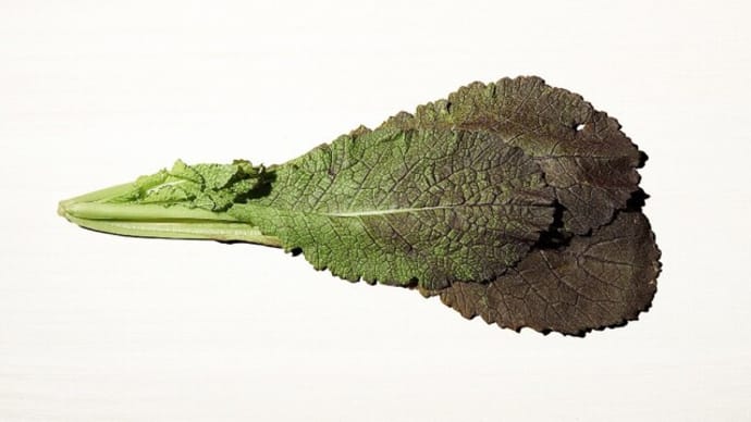 <珍しい野菜> レッドマスタード