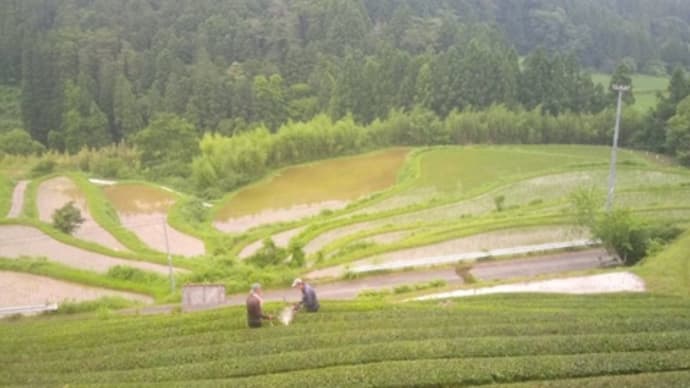 the tea garden in Kochi Pref..茶畑と8月の予定