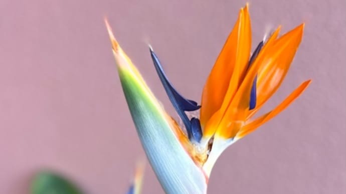 ストレリチアの開花