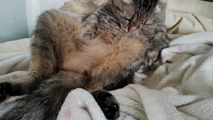 猫様は嫌われてる?少ないぞ!ペット可物件!