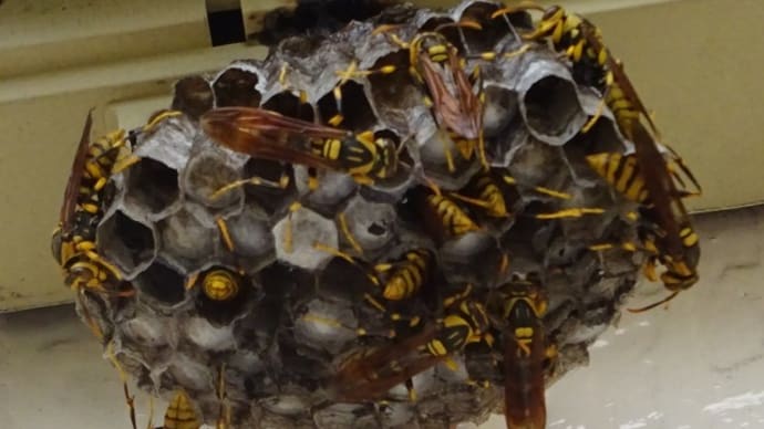 ハチの巣～今年は、困りました～！　山の動物の被害も拡大！　　北丹沢の麓で (2-1)