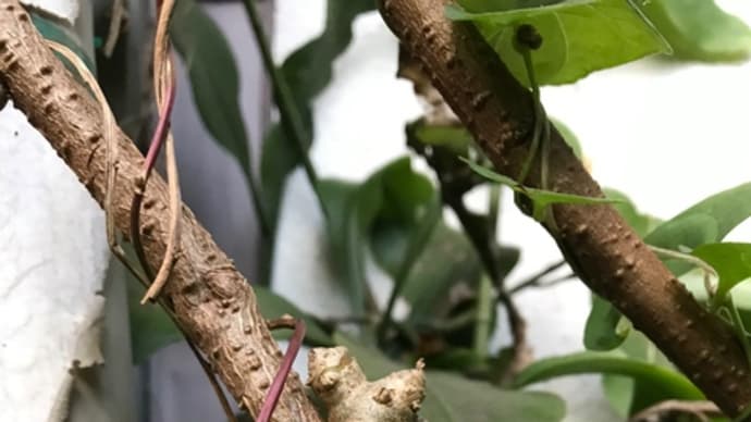 庭の植物 【おかわかめのムカゴ】
