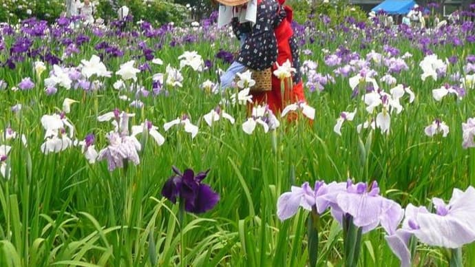 ・ 旧作 花しょうぶ園を見て回ります