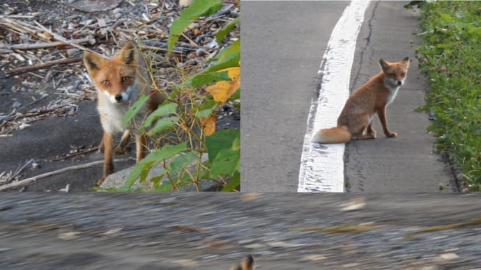 北国の春を待つ三月に、夏の朝の支笏洞爺の写真を3