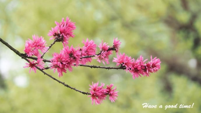 菊のような花びら