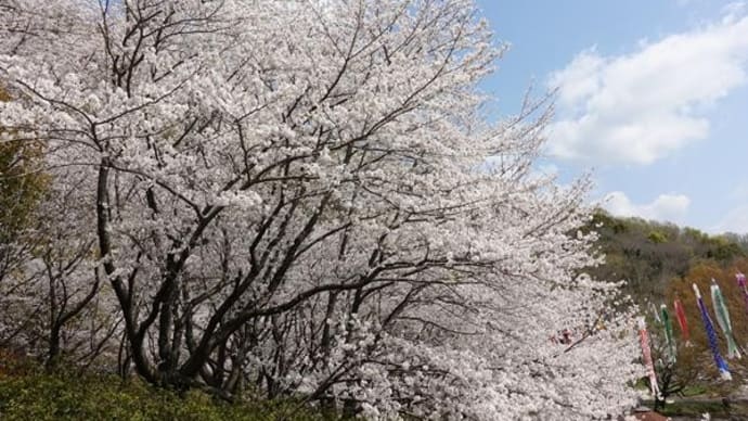 不動の滝カントリーパークの桜