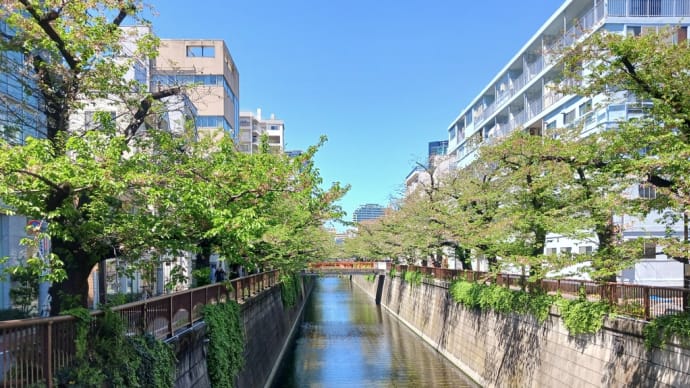 ハリソンのあの目が怖すぎて、泣きたい日。
