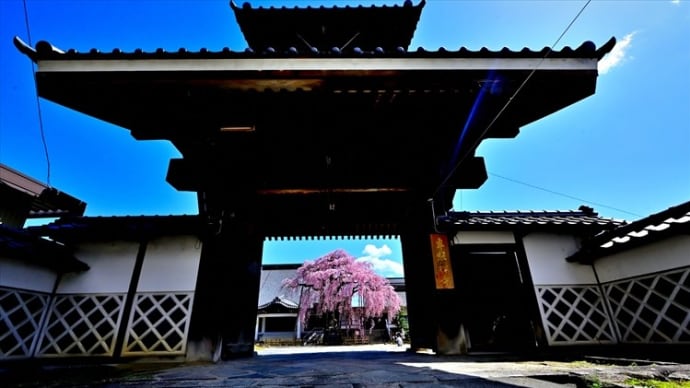 専照寺の枝垂れ桜