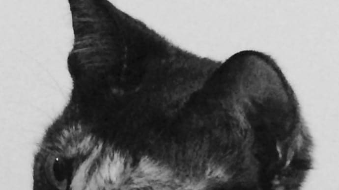 管理猫のひとりごと