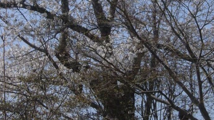 「懐古園」小諸城址公園桜満開~写真と短歌で綴る世界文化紀行