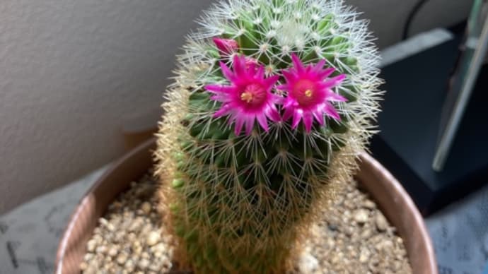 サボテンの花🌵