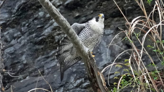 ハヤブサ飛び出し