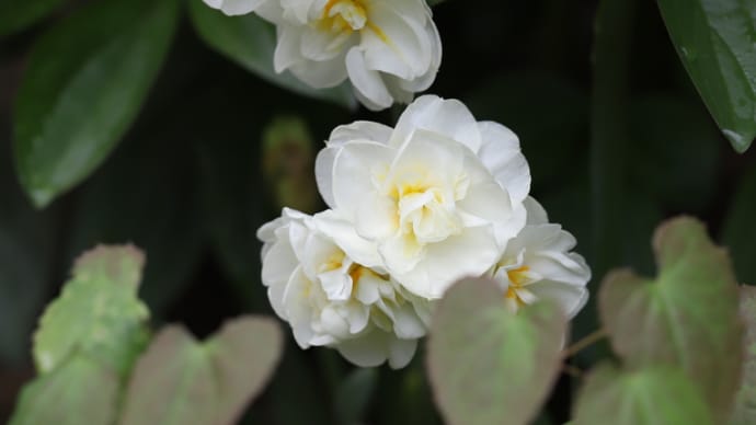 八重咲き日本水仙