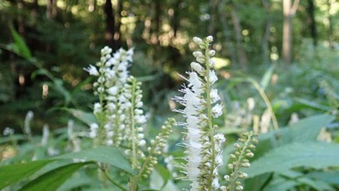 野草コースから運動広場花畑へ~国営武蔵丘陵森林公園②~
