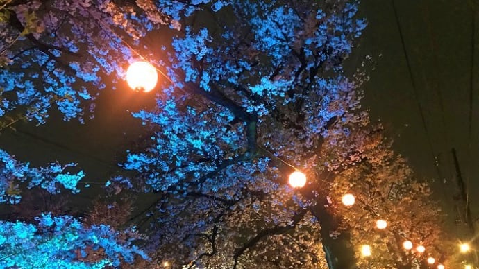 ライトアップされた夜桜