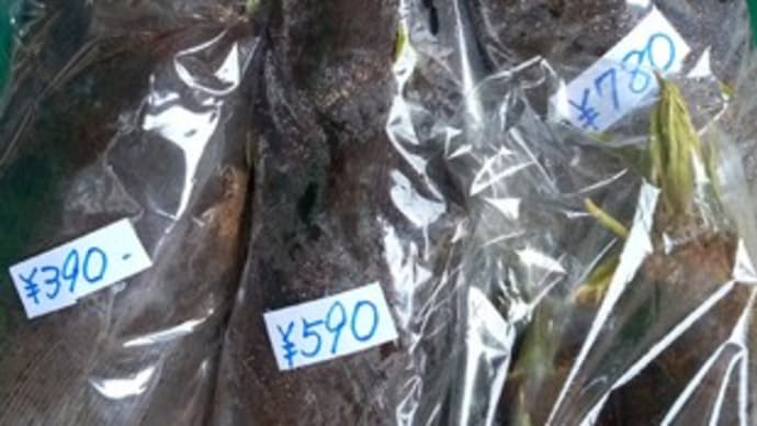 竹の子他~春の山菜販売中です!~国道413号少し入りバス通り 高城商店