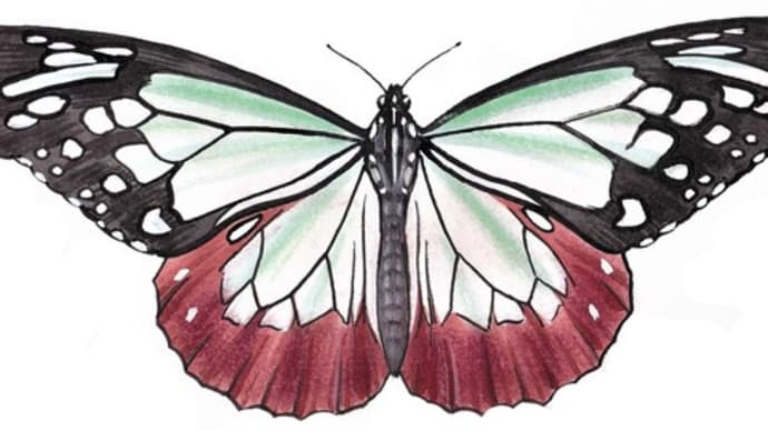 Butterflies Illustration2020-1