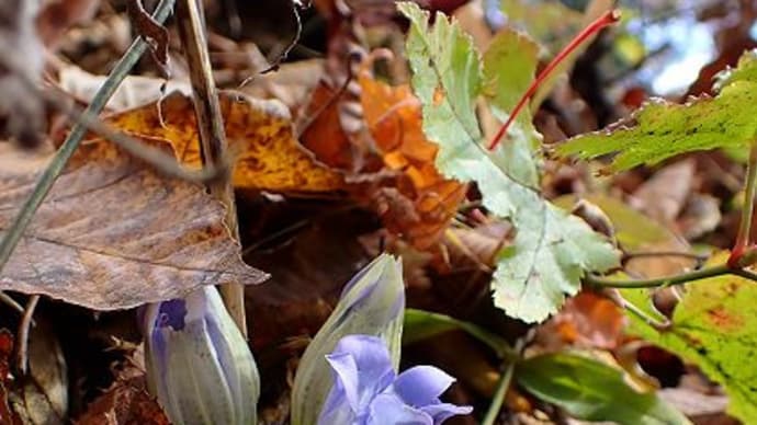 秋の野の花と実とキノコ