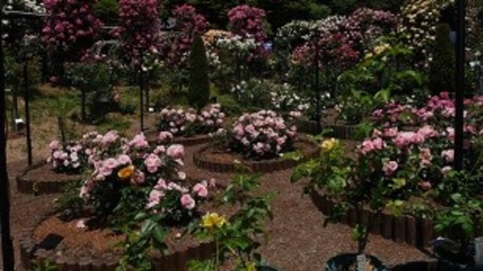 花巻温泉バラ園 2021