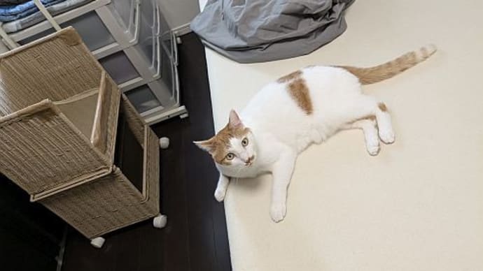 9月の猫たち