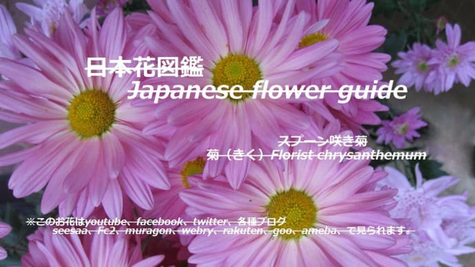 もう!恋しい春の色?Already!I miss you Spring color?