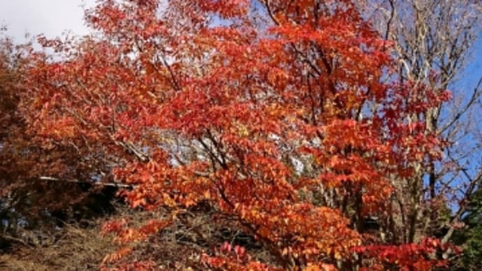 六甲ミーツアート芸術散歩2021高山植物園4@深まる秋にお散歩日和