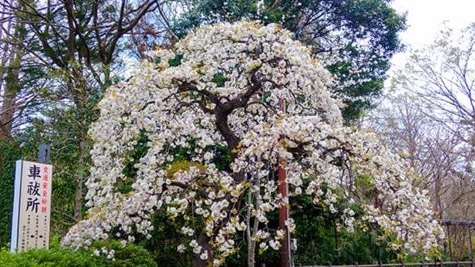 桜巡りの始まり!!大宮公園
