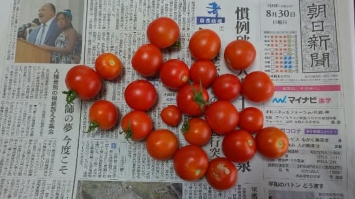 夏野菜栽培記録⑱パッションフルーツ