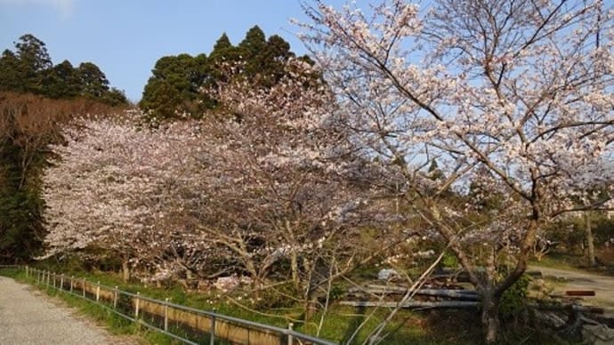 桜色々な景色