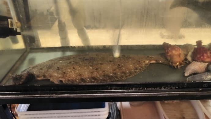 氷入れるだけの容器