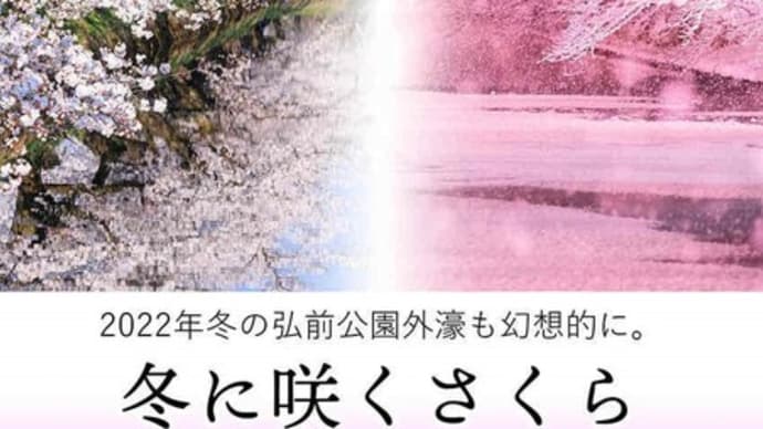 青森県弘前市 弘前城の冬に咲くさくら