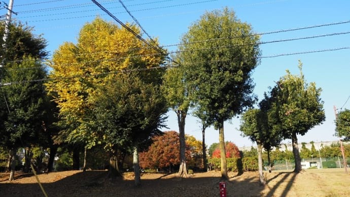 町内花あるき＜公園の秋＞