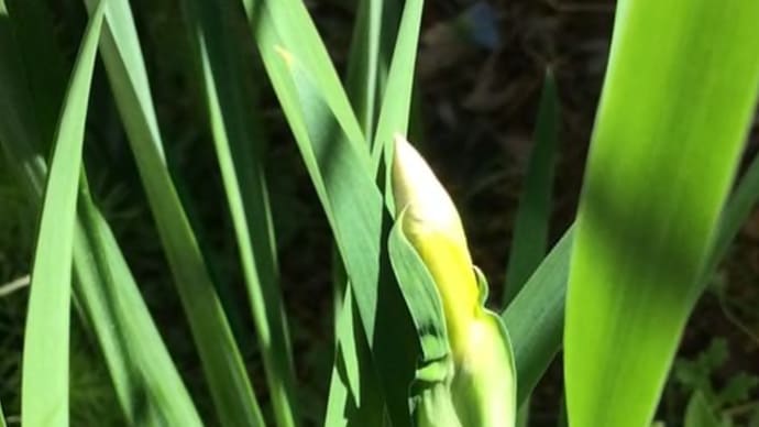 May, アヤメ 白花も