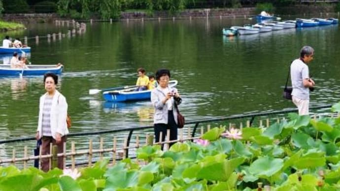 大賀ハス 世界に一つだけの花