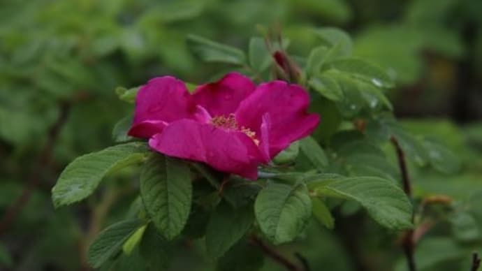 バラ開花、日本桜草