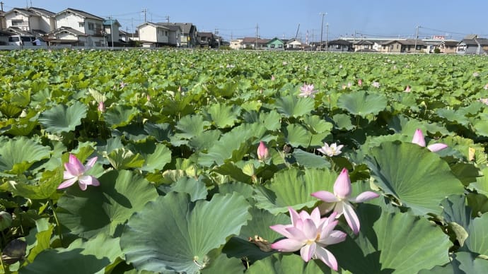 リュウゼツランの花が咲きました