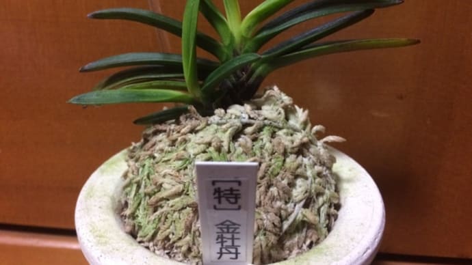 【特】金牡丹