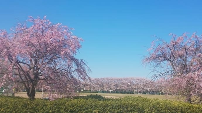 桜と鳥と